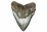 Serrated, Fossil Megalodon Tooth - Colorful Enamel #180938-1